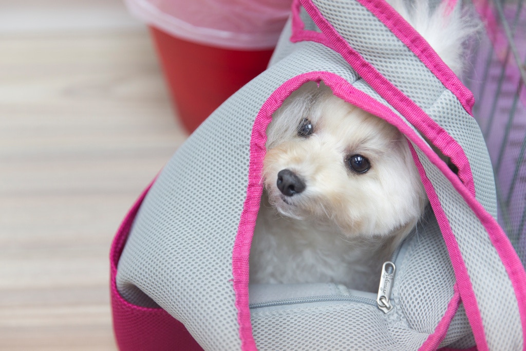 動物在香港總是次人一等,總有人認為要先處理人的問題,才輪到動物。(龔慧攝)