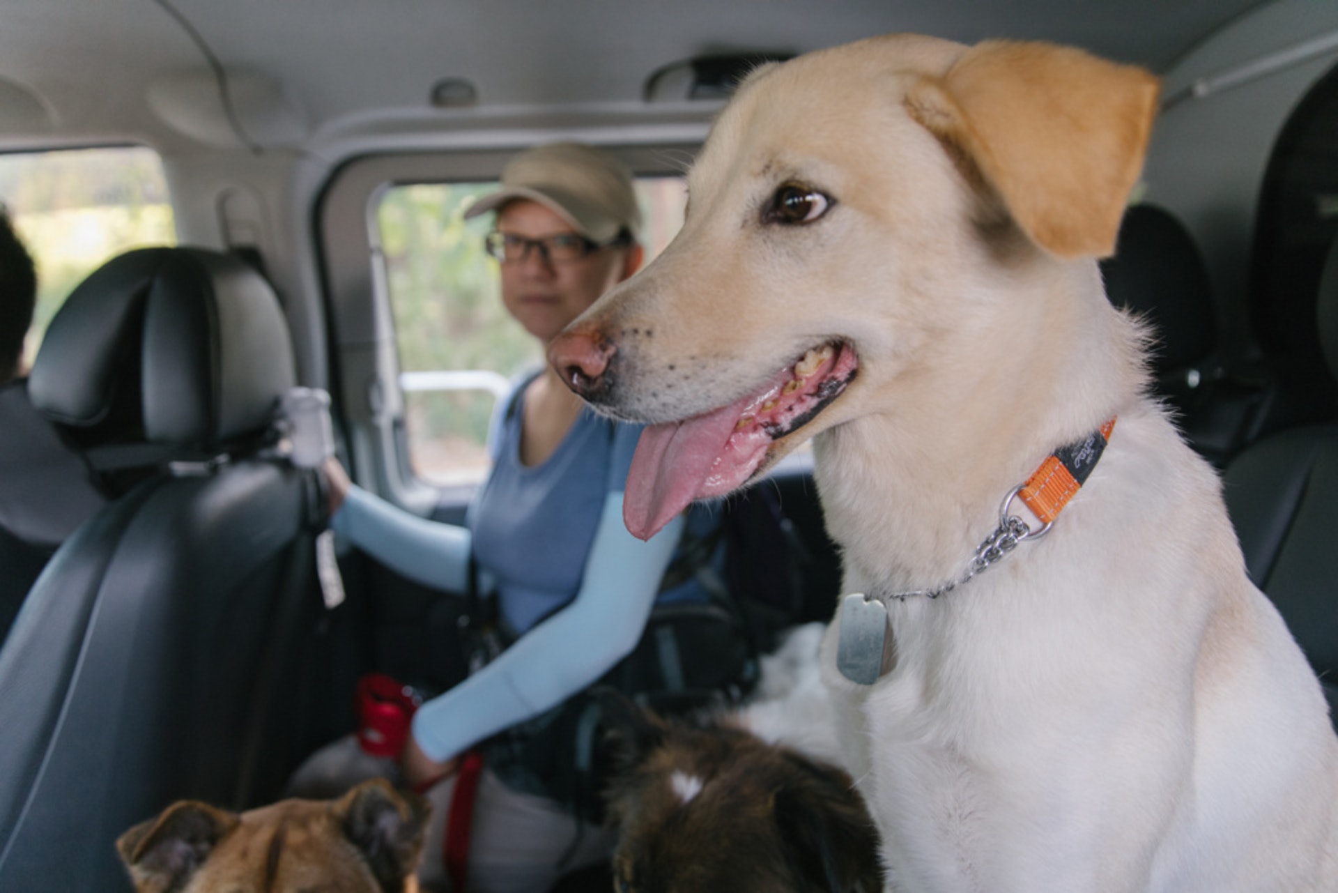 Milk Milk懷疑被前主人虐待,導致出現「吊腳」情況,做手術前Regina每月至少要帶牠到泳池游泳一次,訓練雙腳肌肉。