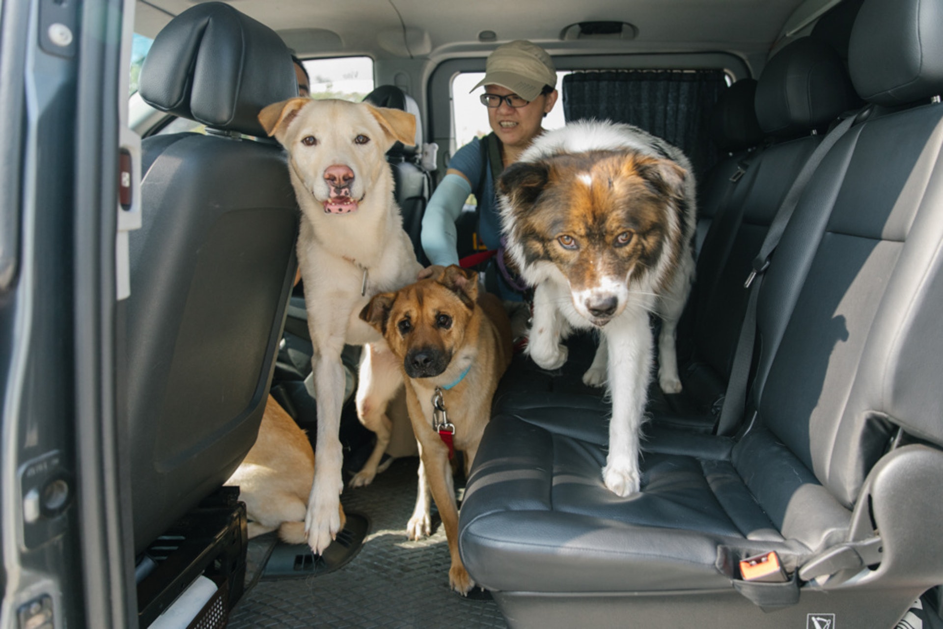 原本在車程中安分守己的加狗,一開車門就立刻奪門而出,奔向大草地。