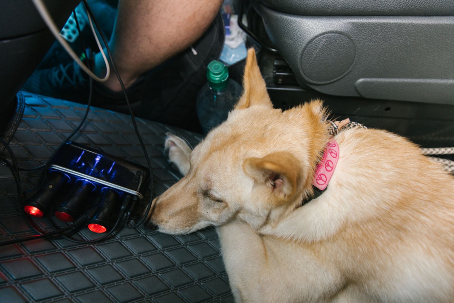 暫托的小雲全程乖乖的趴在地上,沒有亂動。