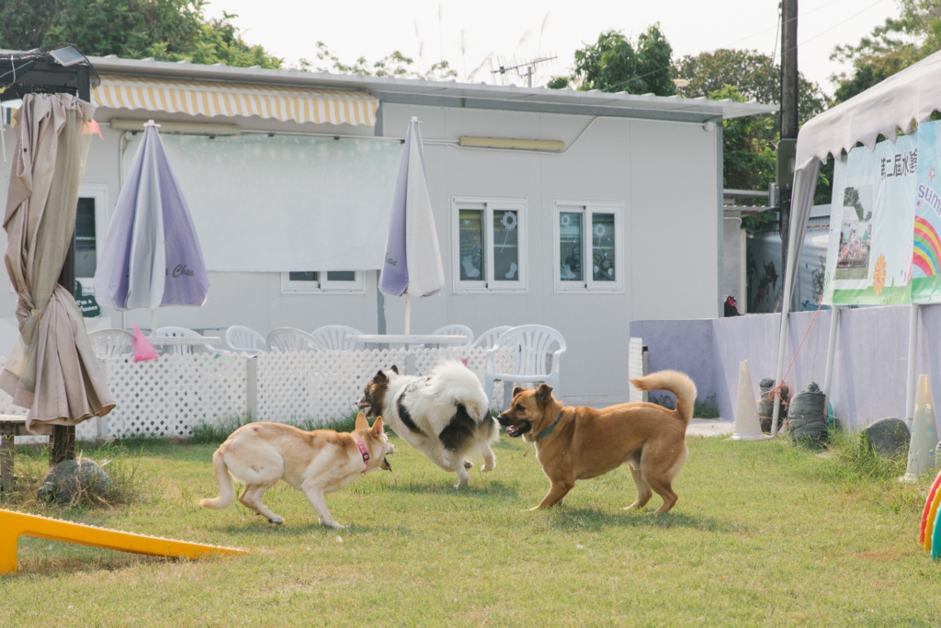 一去到戶外環境,狗兒都忍不住放下「黃金」,一隻放了、另一隻又放、這隻放完、那隻再放。Regina笑言:「佢哋一興奮就會咁。」一個月一次的出遠門機會,狗兒們都視之為瑰寶,來到草地就立刻忍不住大解放。
