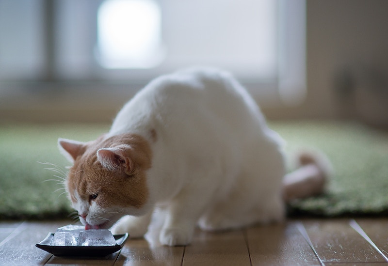 貓中暑 怕貓咪中暑 7個讓貓咪夏天也能過得涼快的方法 香港01 寵物