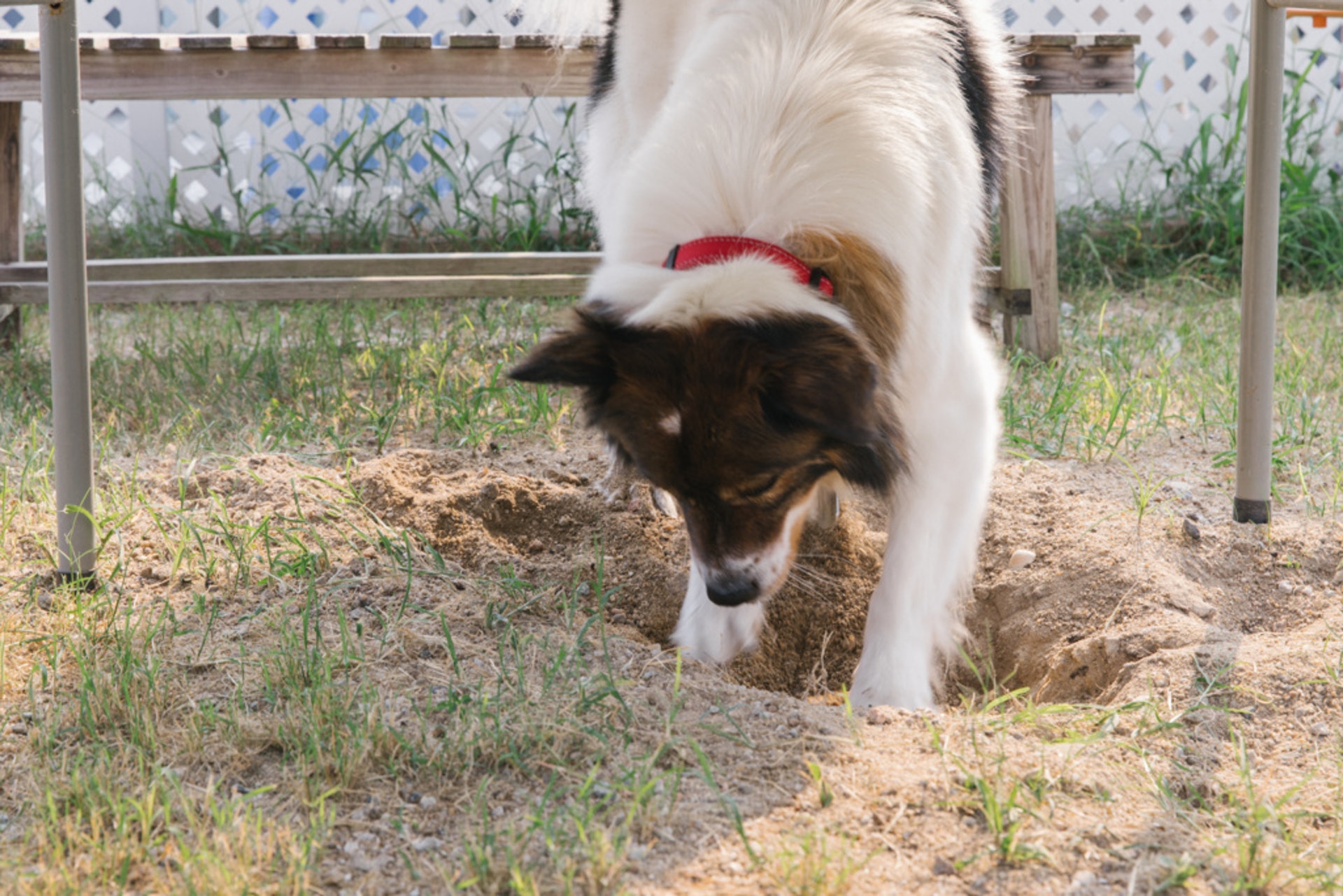BoyBoy原為流浪狗,大概習慣了野外生活,到了草地牠習慣挖一個洞乘涼,Regina笑言其他溫室長大的狗都不會這樣做。