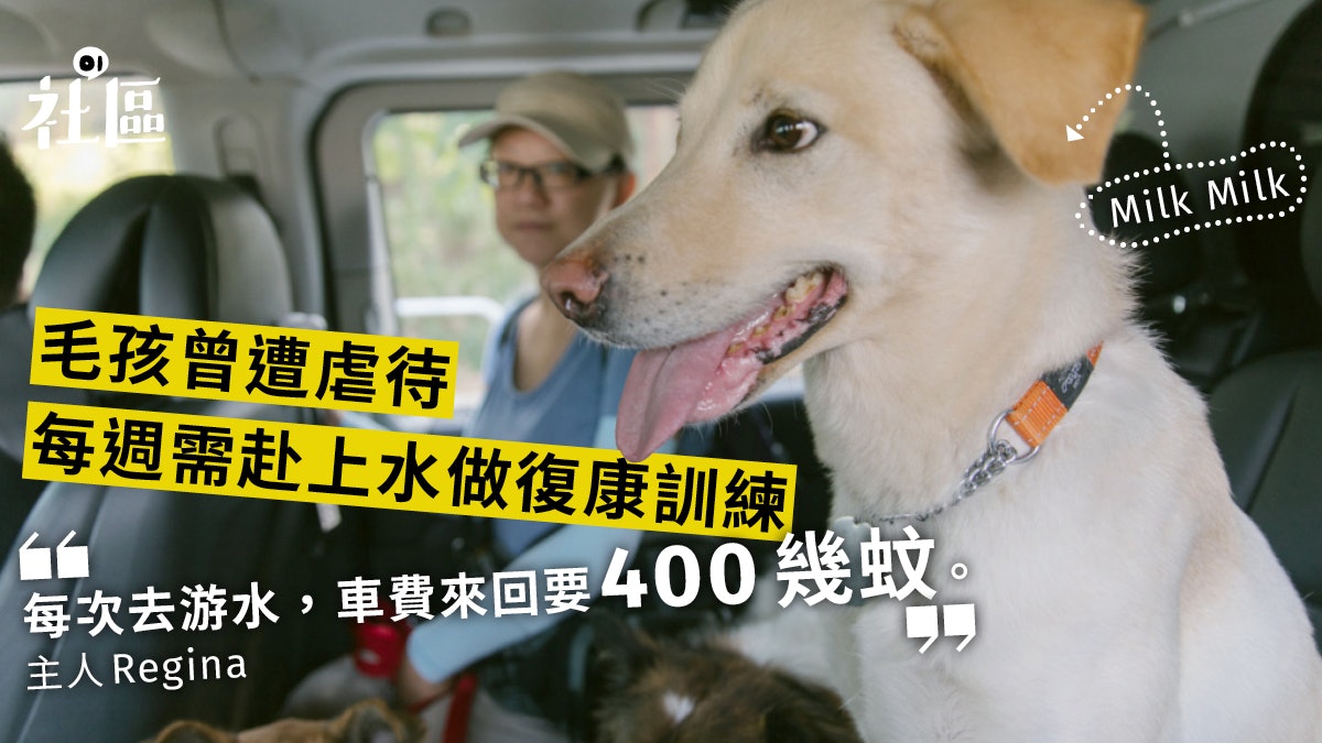 搭車難 拖三狗出街坐的士遭拒載狗主 Call專車來回400幾蚊 香港01 社區專題 搭車難 拖三狗出街坐的士遭拒載狗主 Call專車來回400幾蚊 香港01 社區專題