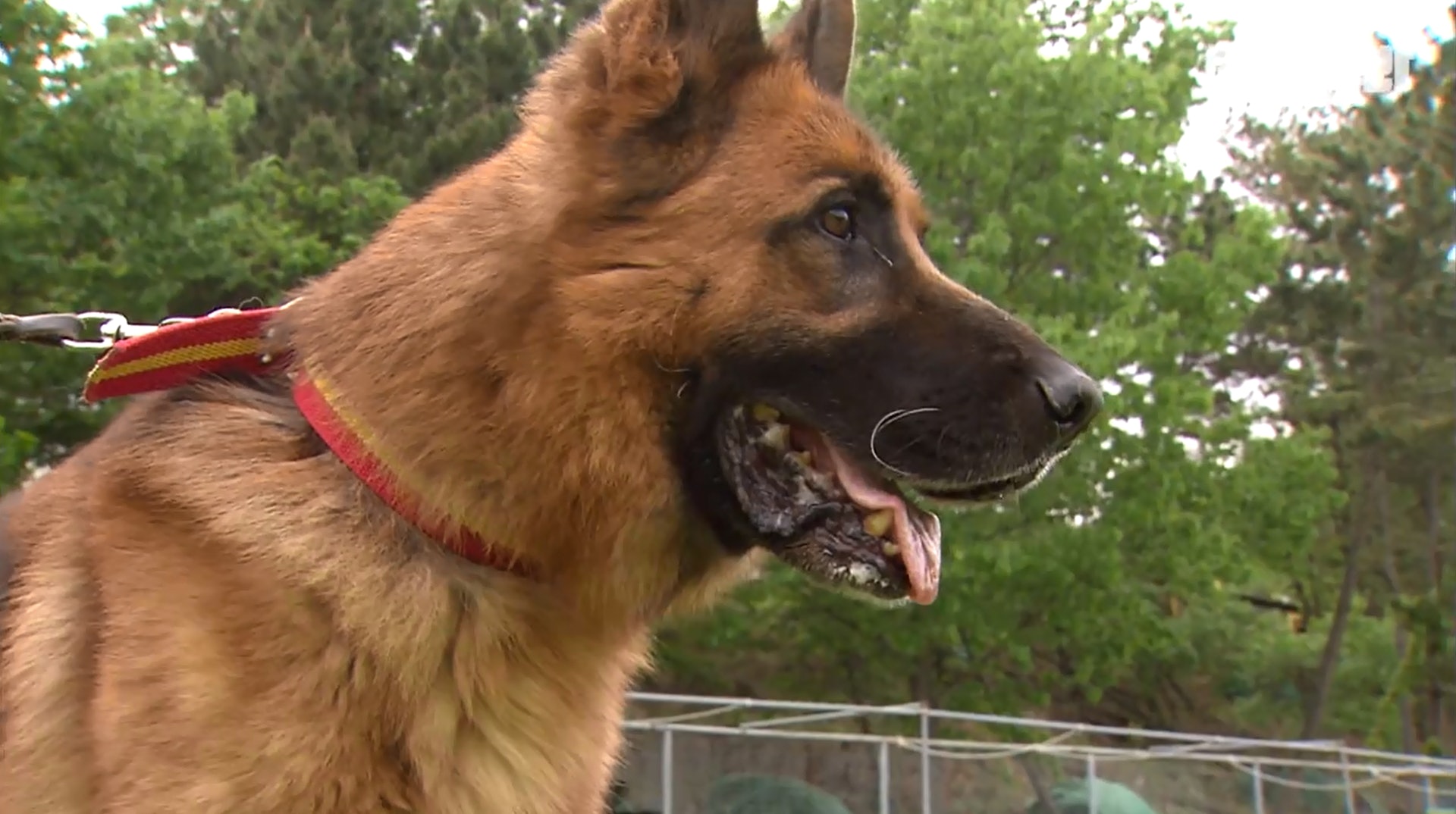 有洋蔥 威風軍犬要退役拍檔含淚不捨告別 有洋蔥 威風軍犬要退役拍檔含淚不捨告別
