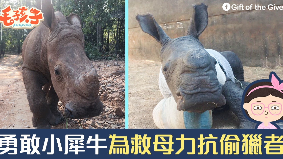 小犀牛為救母被偷獵者砍傷動保組織 失去媽媽傷害更深 小犀牛為救母被偷獵者砍傷動保組織 失去媽媽傷害更深