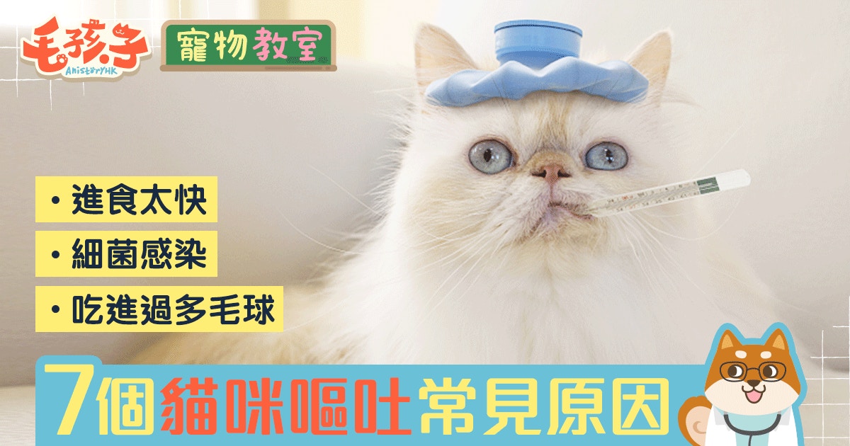 貓咪嘔吐就是病 7個貓咪嘔吐常見原因 香港01 寵物