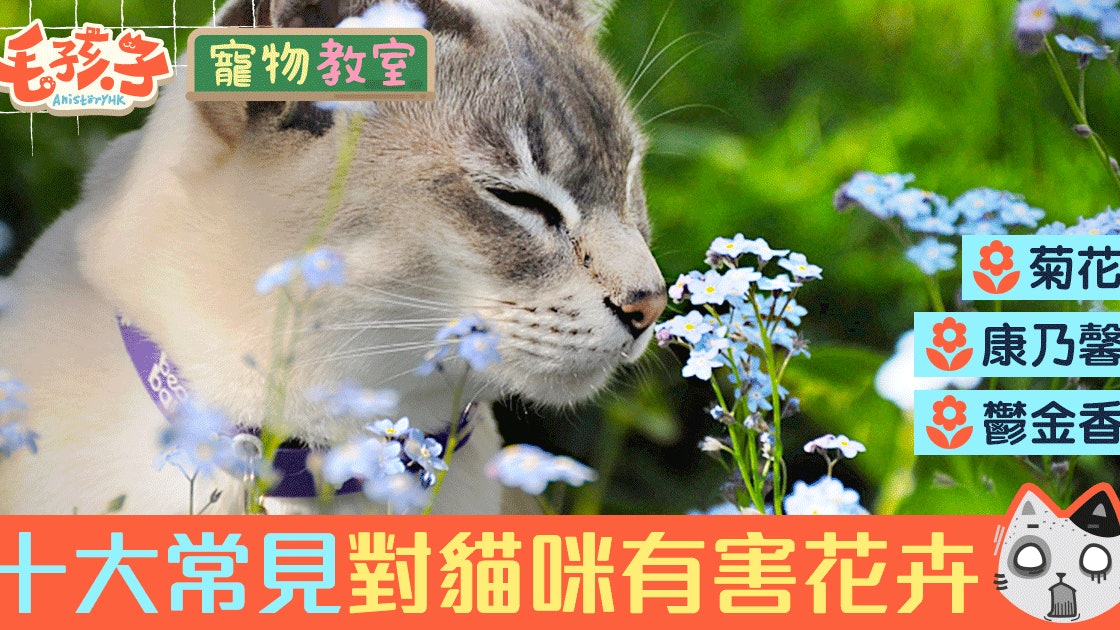 母親節送花要小心 對貓咪有毒的10種常見花卉康乃馨都有份 香港01 寵物 母親節送花要小心 對貓咪有毒的10種常見花卉康乃馨都有份 香港01 寵物