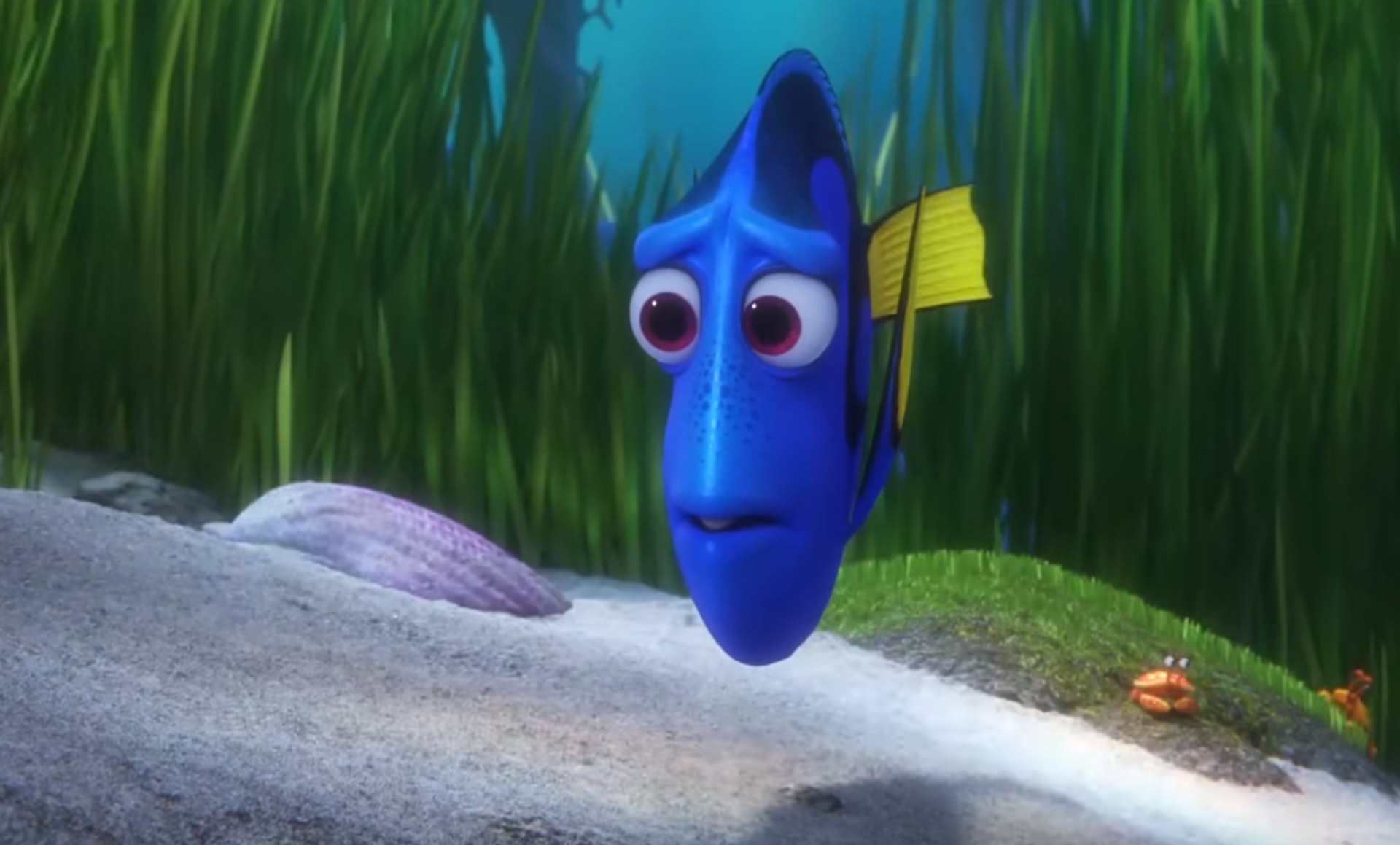 海底奇兵2 救救多莉主角藍刀鯛只宜觀賞不宜飼養 香港01 寵物 海底奇兵2 救救多莉主角藍刀鯛只宜觀賞不宜飼養 香港01 寵物