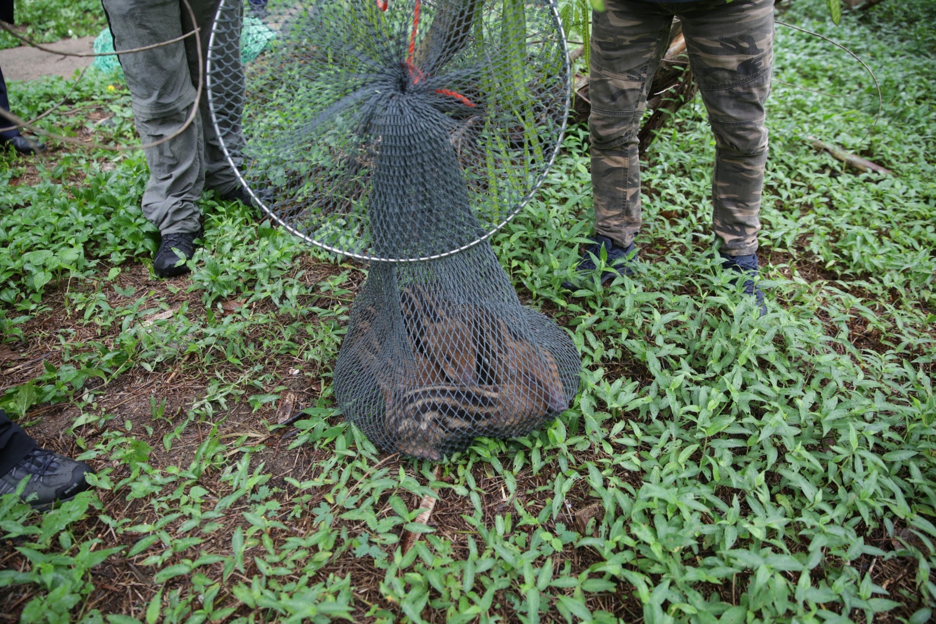 漁護人員手持捕網,迅速將四隻小野豬一網擒下。 (黃偉民攝) 漁護人員手持捕網,迅速將四隻小野豬一網擒下。 (黃偉民攝)