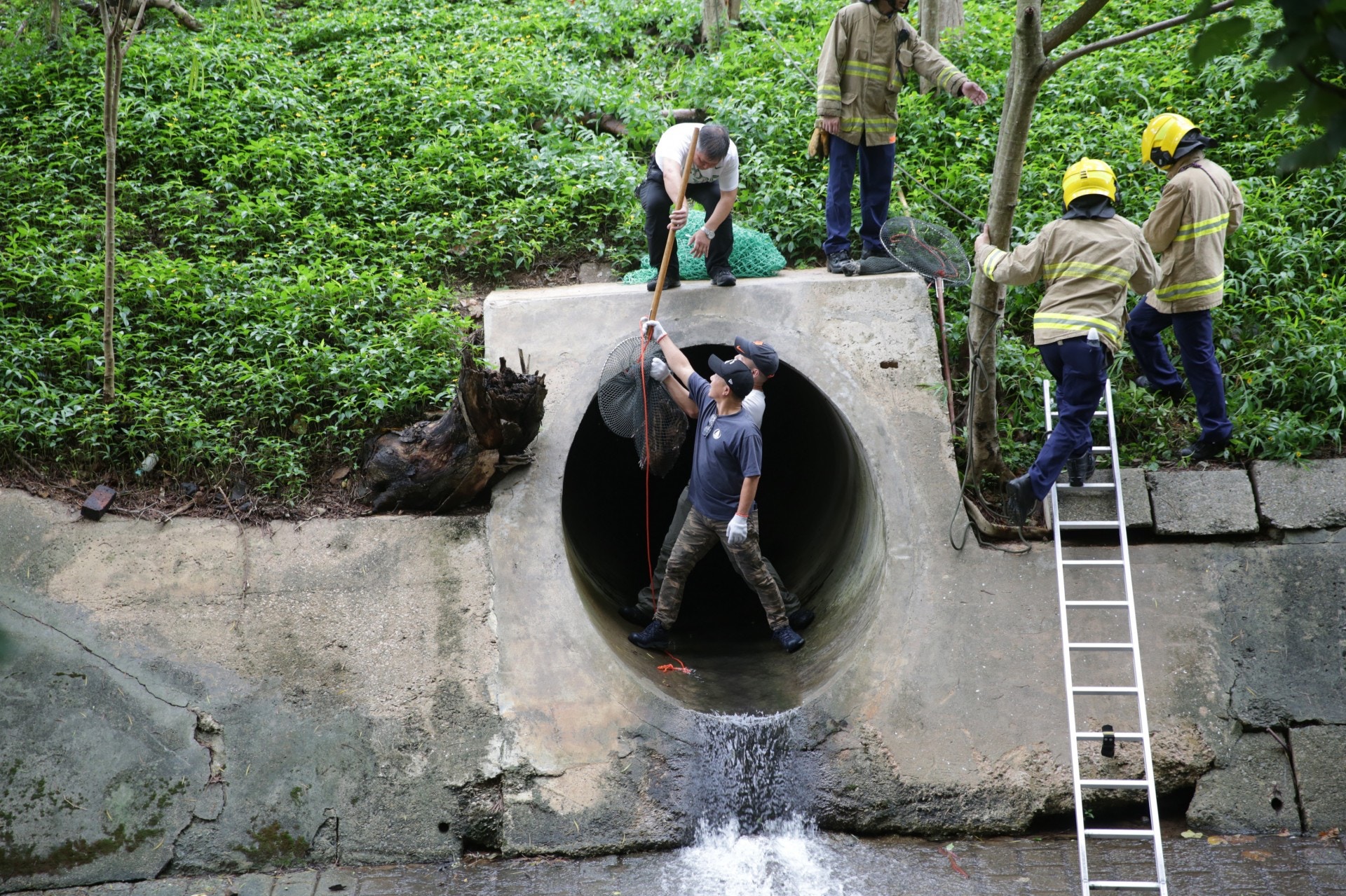 漁護人員在消防員協助下進入渠內捕捉四隻小野豬。 (黃偉民攝) 漁護人員在消防員協助下進入渠內捕捉四隻小野豬。 (黃偉民攝)