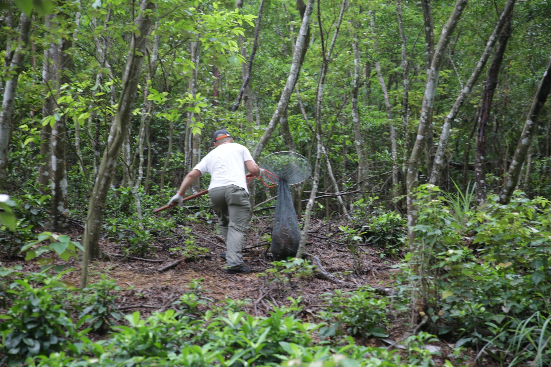 漁護人員徒步走上後山山坡,隨即在野外放生四隻小野豬。 (黃偉民攝) 漁護人員徒步走上後山山坡,隨即在野外放生四隻小野豬。 (黃偉民攝)