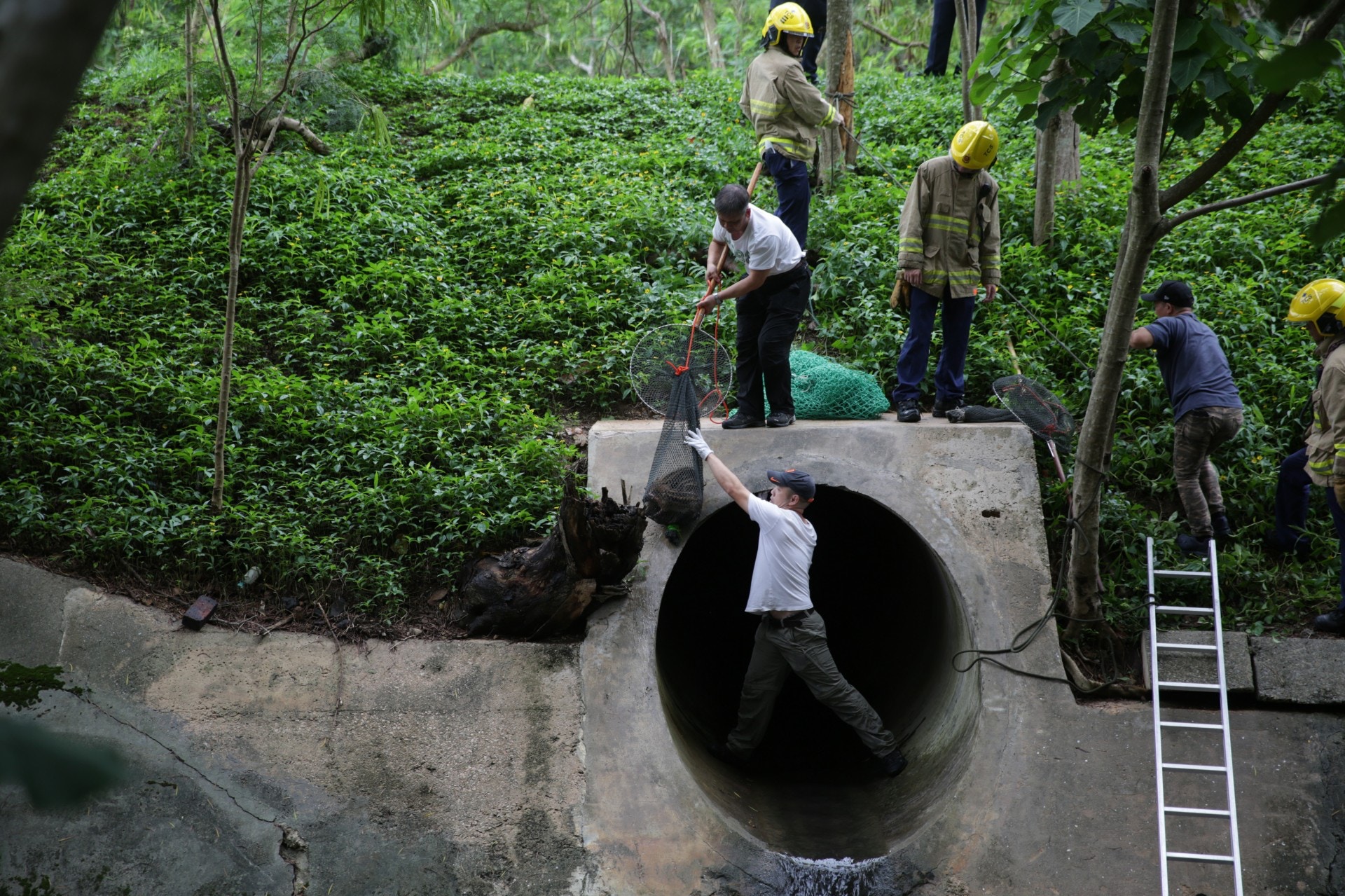 漁護人員抵達現場後在消防員協助下進入渠內,迅速將四隻小野豬一網擒下。(黃偉民攝) 漁護人員抵達現場後在消防員協助下進入渠內,迅速將四隻小野豬一網擒下。(黃偉民攝)