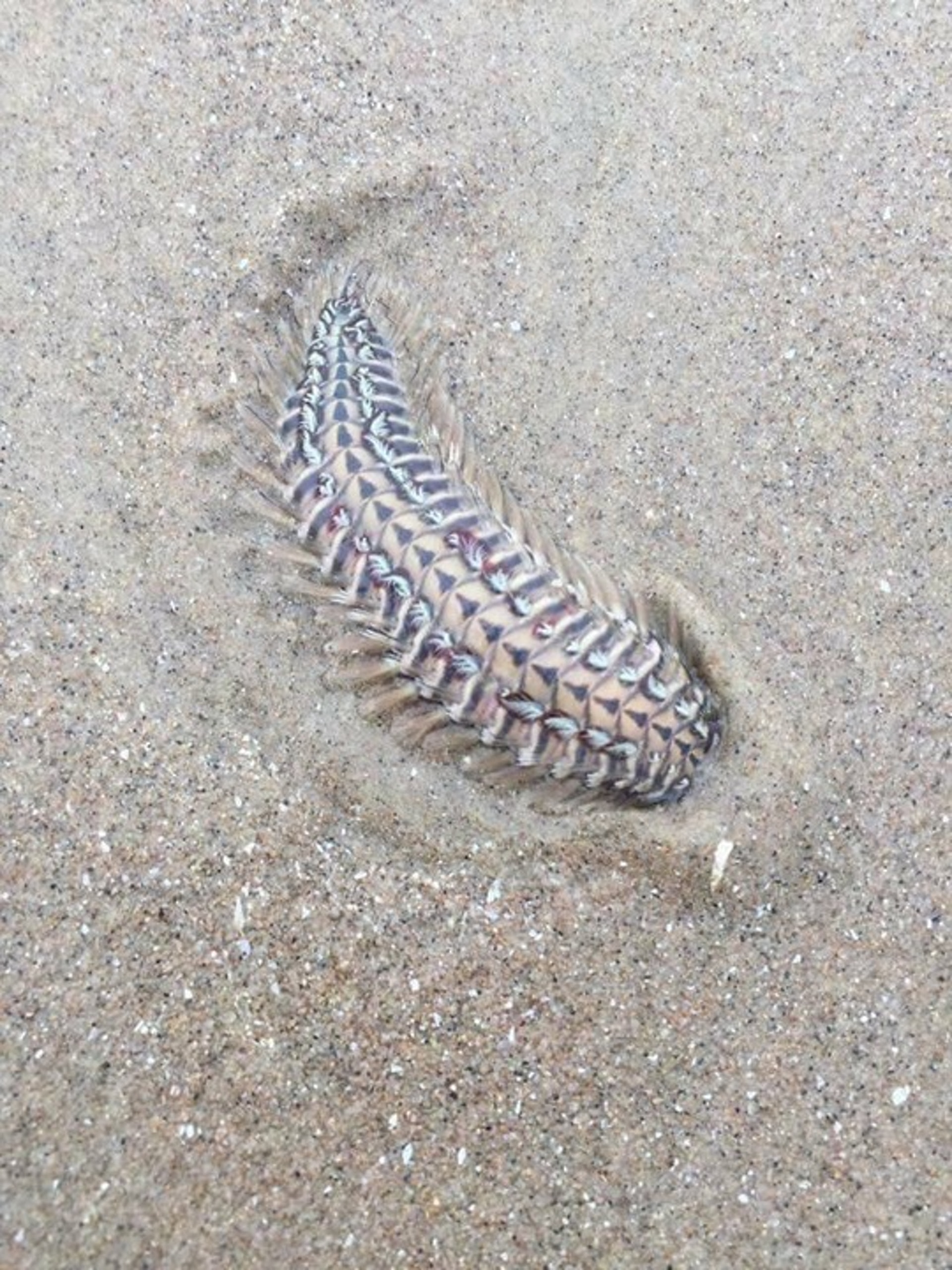 多圖有片慎入 香港沙灘驚現有毒海毛蟲網民腳中招疼痛籲提防 多圖有片慎入 香港沙灘驚現有毒海毛蟲網民腳中招疼痛籲提防