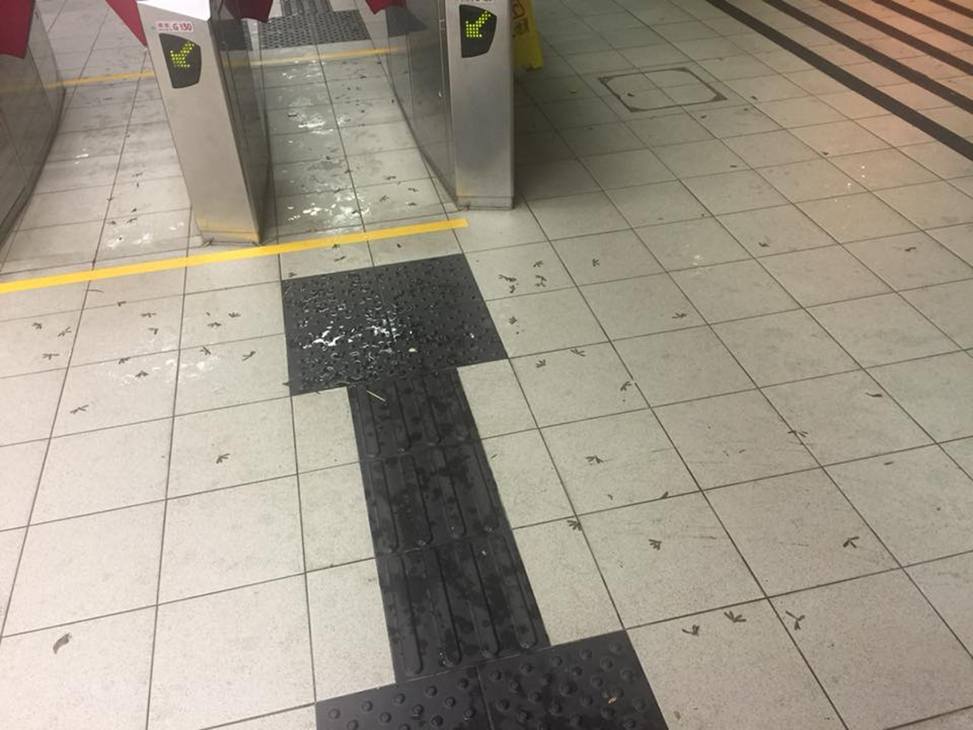 大批飛蟻群襲港鐵第一城站。(讀者 Kenneth Lau 提供) 大批飛蟻群襲港鐵第一城站。(讀者 Kenneth Lau 提供)