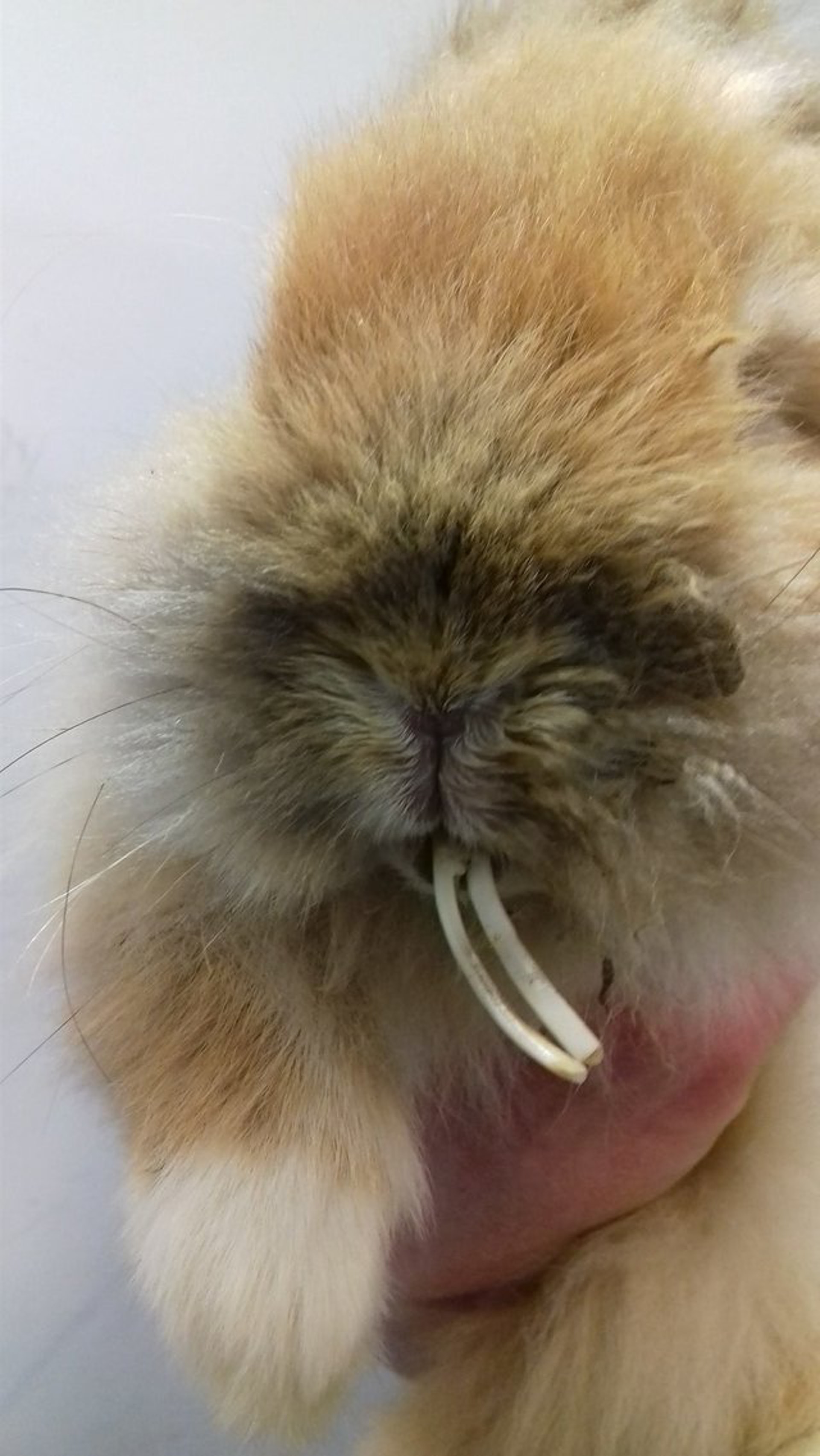 足足4厘米長的牙齒,Tusks在進食時應該也很辛苦。(RSPCA) 足足4厘米長的牙齒,Tusks在進食時應該也很辛苦。(RSPCA)