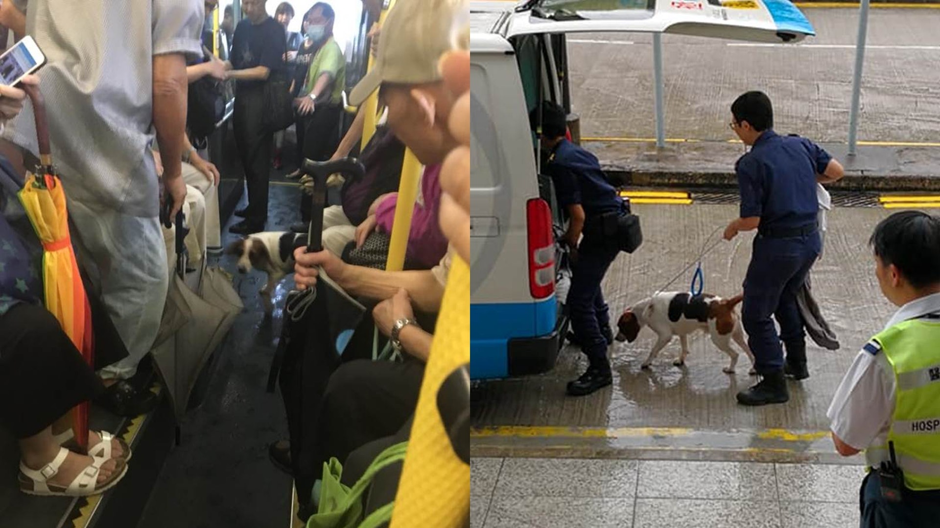 疑似小獵犬被發現登上一輛九巴,其後在威院由愛協督察帶走。(左﹕網民Casper Fung/ 右﹕網民Gary Lam) 疑似小獵犬被發現登上一輛九巴,其後在威院由愛協督察帶走。(左﹕網民Casper Fung/ 右﹕網民Gary Lam)