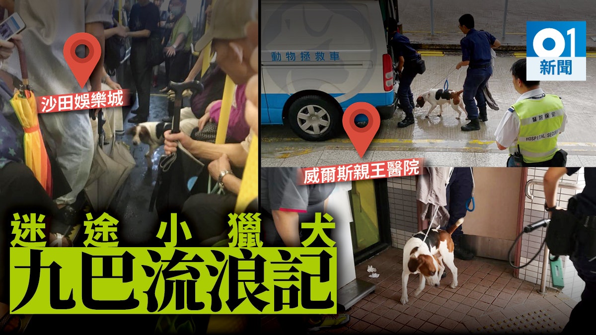 【迷途沙田】三號風球紅雨下 小獵犬誤上九巴 威院避雨幸獲救 【迷途沙田】三號風球紅雨下 小獵犬誤上九巴 威院避雨幸獲救