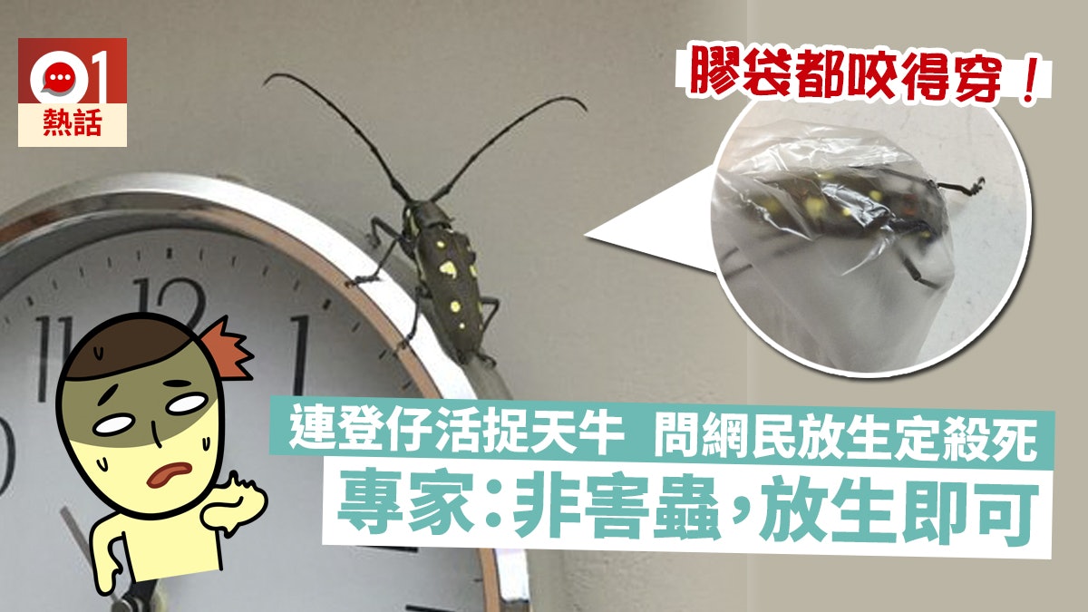 連登仔家中現天牛 塞入膠樽仍「啪啪聲」 專家:不會主動攻擊人 連登仔家中現天牛 塞入膠樽仍「啪啪聲」 專家:不會主動攻擊人