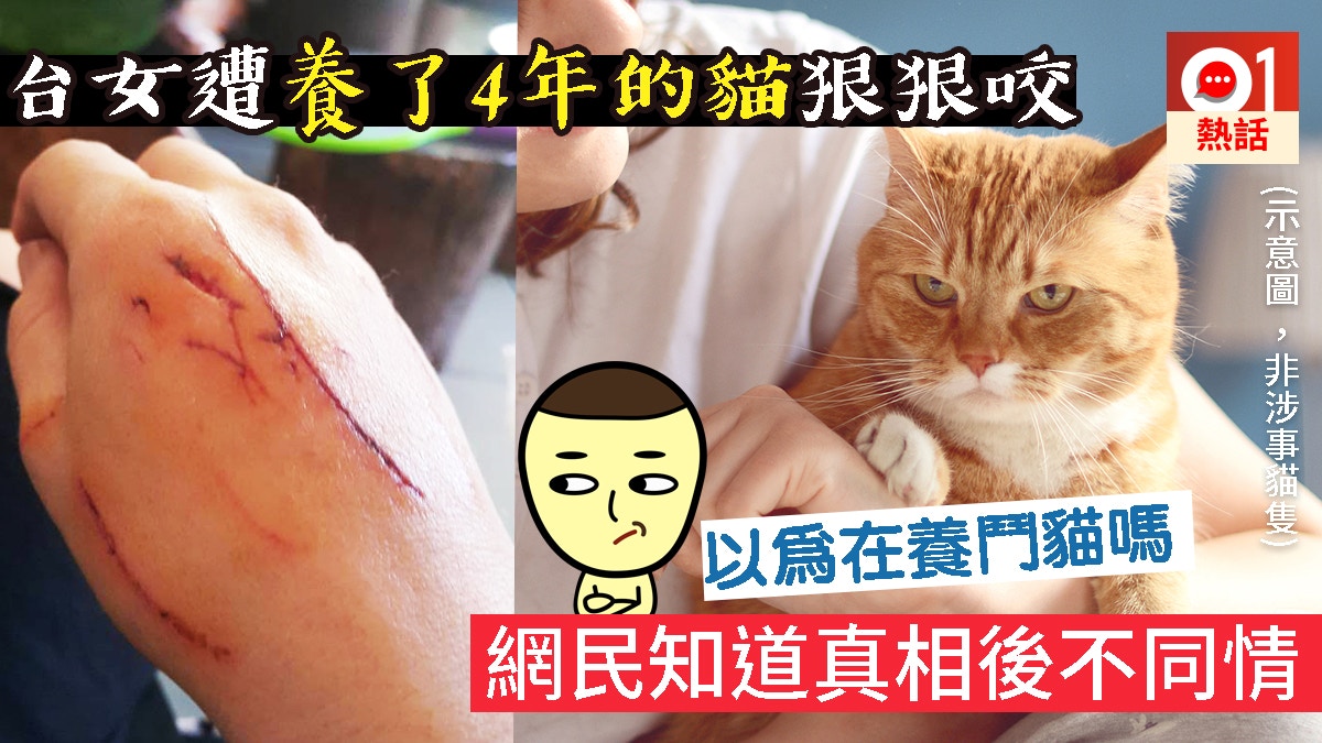 台女遭養了4年的貓狠咬手　網民斥「咎由自取」　原因是…