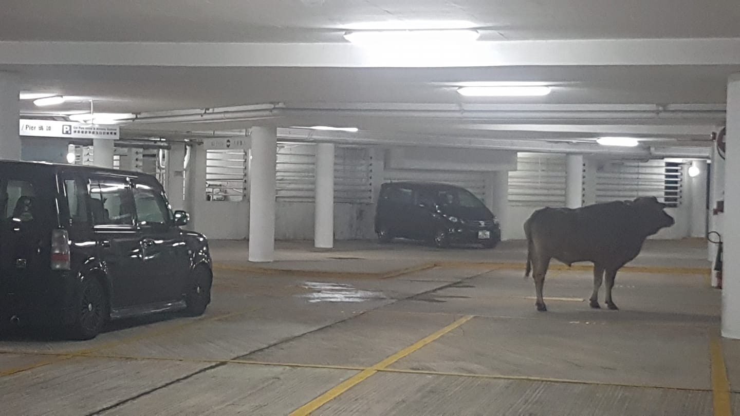 有網民曾拍到上址,有牛隻進入停車場。(網上圖片) 有網民曾拍到上址,有牛隻進入停車場。(網上圖片)