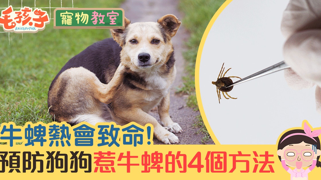 4招夏日防牛蜱讓狗狗遠離牛蜱危機 4招夏日防牛蜱讓狗狗遠離牛蜱危機