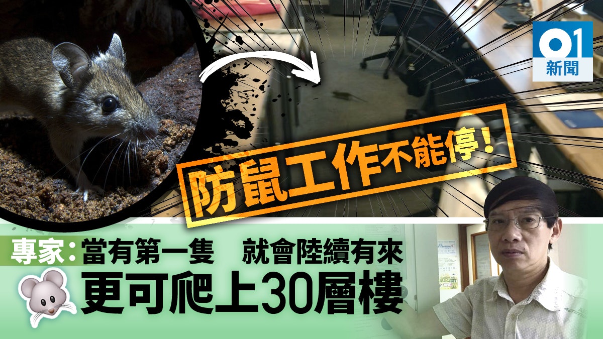 老鼠可爬上30樓 滅鼠專家:當第一隻老鼠闖入後 將陸續有來 老鼠可爬上30樓 滅鼠專家:當第一隻老鼠闖入後 將陸續有來
