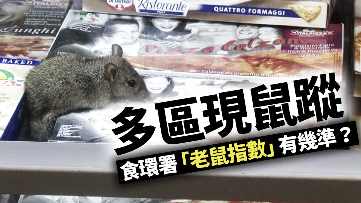 多區現鼠蹤 食環署鼠患指數效用成疑 多區現鼠蹤 食環署鼠患指數效用成疑