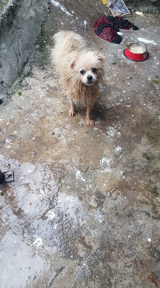 全身濕透的吉吉(被訪者提供圖片) 全身濕透的吉吉(被訪者提供圖片)