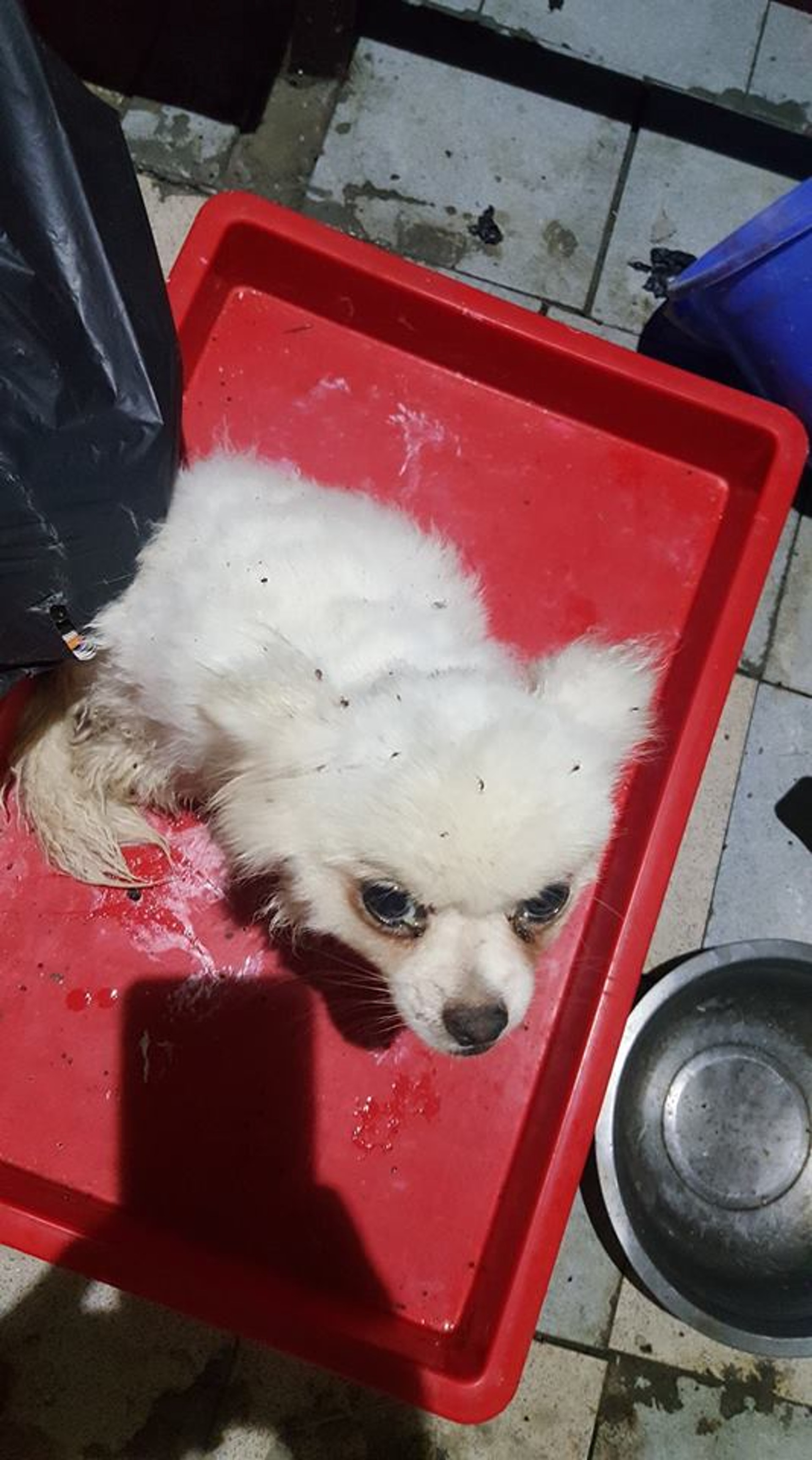 發現時,娃娃的狀態也很差。(被訪者提供圖片) 發現時,娃娃的狀態也很差。(被訪者提供圖片)