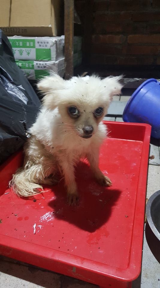 娃娃要留醫觀察。(被訪者提供圖片) 娃娃要留醫觀察。(被訪者提供圖片)