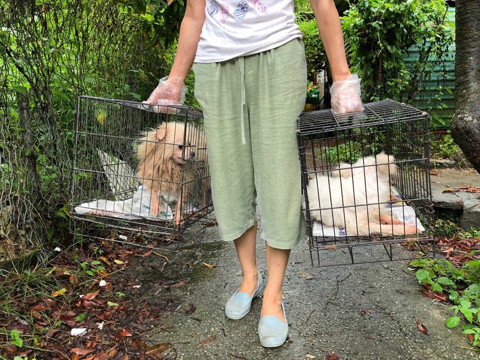 羅太車上隨時準備定狗籠,方便救狗。(被訪者提供圖片) 羅太車上隨時準備定狗籠,方便救狗。(被訪者提供圖片)