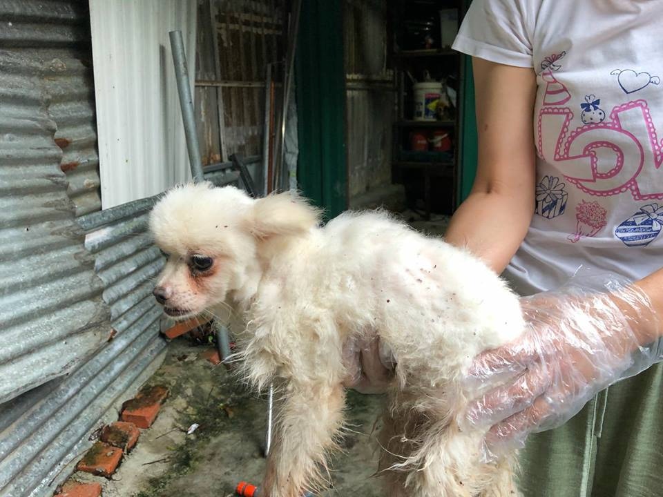 娃娃救出時身體很虛弱。(被訪者提供圖片) 娃娃救出時身體很虛弱。(被訪者提供圖片)