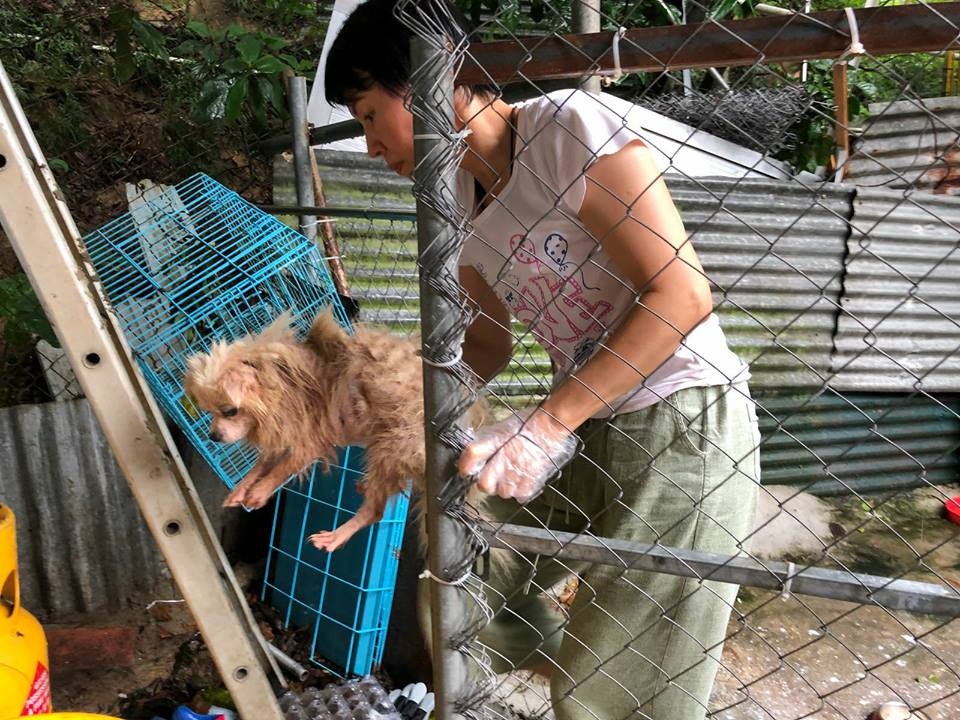 羅太(圖)成功說服主人將兩隻松鼠狗交給她處理。(被訪者提供圖片) 羅太(圖)成功說服主人將兩隻松鼠狗交給她處理。(被訪者提供圖片)