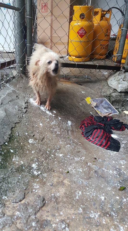 吉吉全身都是牛蜱,多到數不清。(被訪者提供圖片) 吉吉全身都是牛蜱,多到數不清。(被訪者提供圖片)