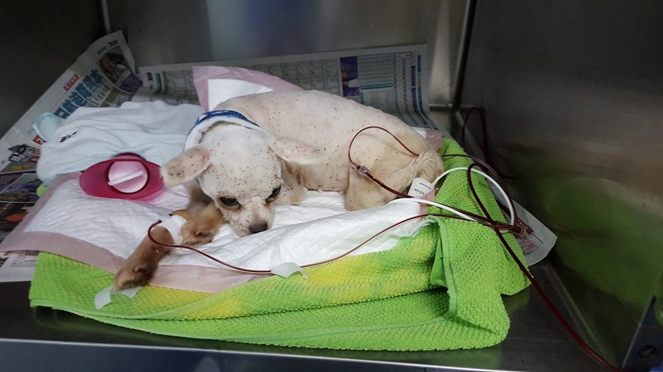 經輸血後,娃娃的紅血球指數已回覆正常。(被訪者提供圖片) 經輸血後,娃娃的紅血球指數已回覆正常。(被訪者提供圖片)