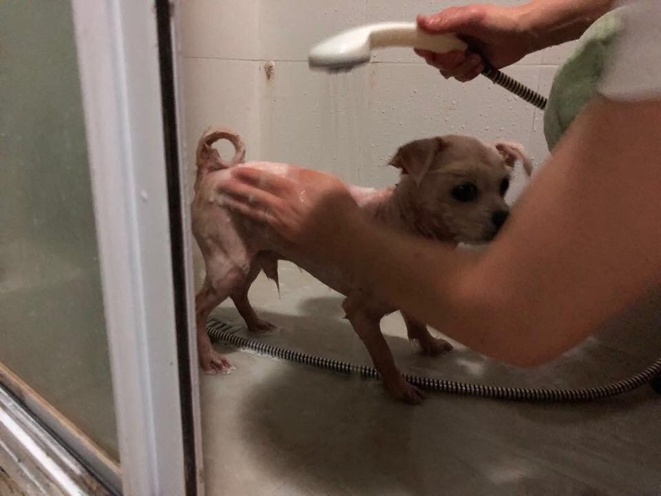 雖然剪毛後依然有少量蝨蛋,但吉吉精神也不錯。(被訪者提供圖片) 雖然剪毛後依然有少量蝨蛋,但吉吉精神也不錯。(被訪者提供圖片)