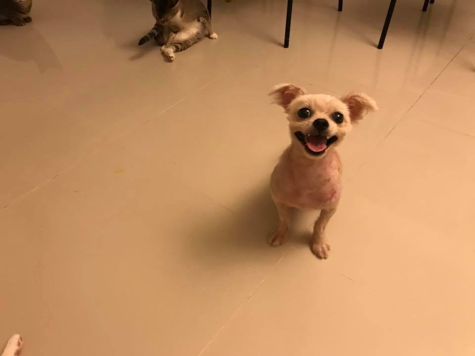 吉吉原來是個活潑毛孩。(被訪者提供圖片) 吉吉原來是個活潑毛孩。(被訪者提供圖片)