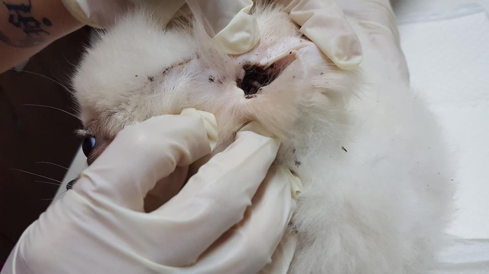 牛蜱太多,用手捉也捉不完。(被訪者提供圖片) 牛蜱太多,用手捉也捉不完。(被訪者提供圖片)