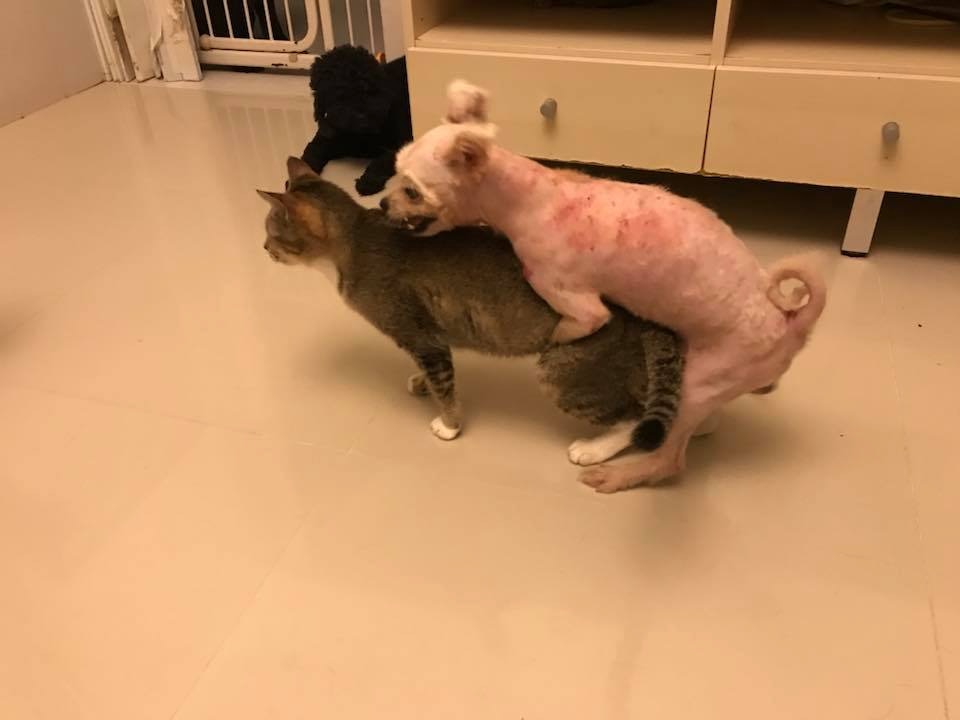 跟家中貓貓相當親密...(被訪者提供圖片) 跟家中貓貓相當親密...(被訪者提供圖片)