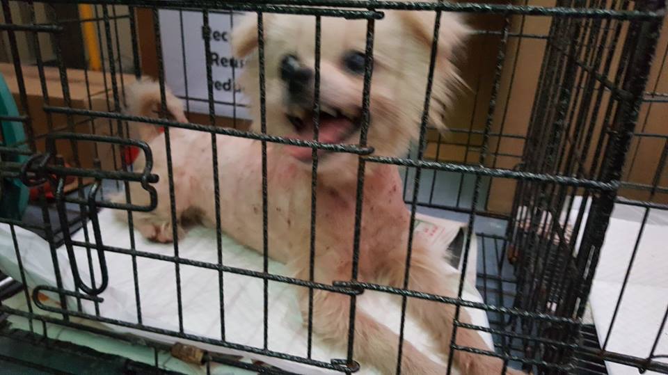 被剃毛後的吉吉。(被訪者提供圖片) 被剃毛後的吉吉。(被訪者提供圖片)