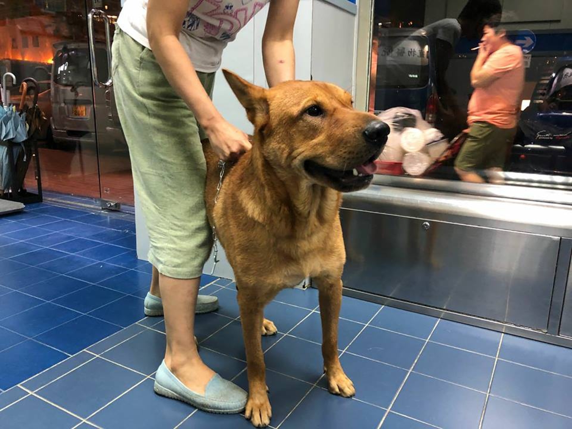 唐狗沙田柚被追call,由狗場趕來診所捐血給娃娃。羅太說她只會揀身體壯健的唐狗捐血,而且一生只讓牠捐一次血。(被訪者提供圖片) 唐狗沙田柚被追call,由狗場趕來診所捐血給娃娃。羅太說她只會揀身體壯健的唐狗捐血,而且一生只讓牠捐一次血。(被訪者提供圖片)