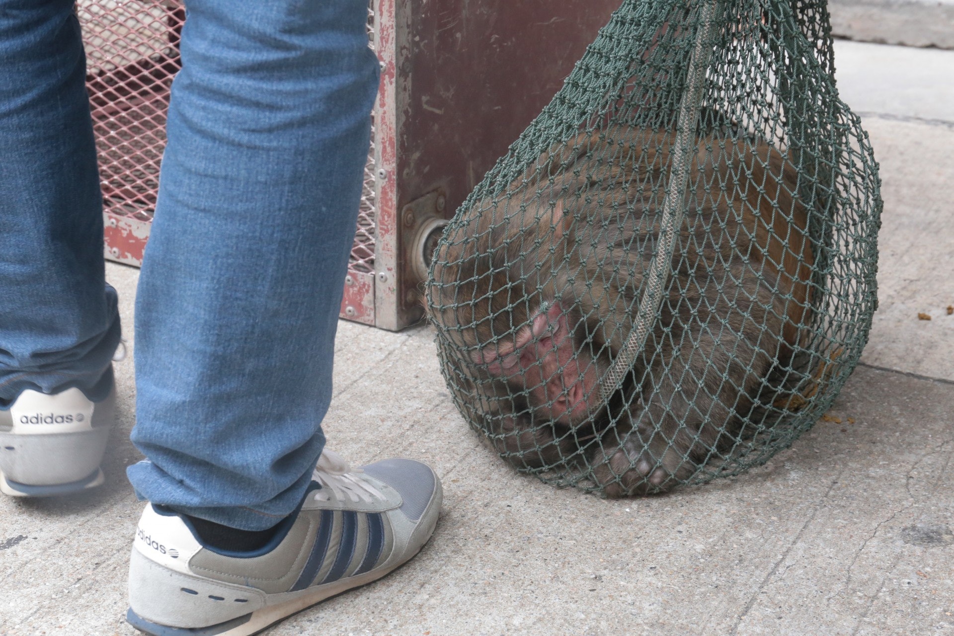 馬騮被擒後,偶有掙扎,但始終無法脫困。 (梁銘康攝) 馬騮被擒後,偶有掙扎,但始終無法脫困。 (梁銘康攝)