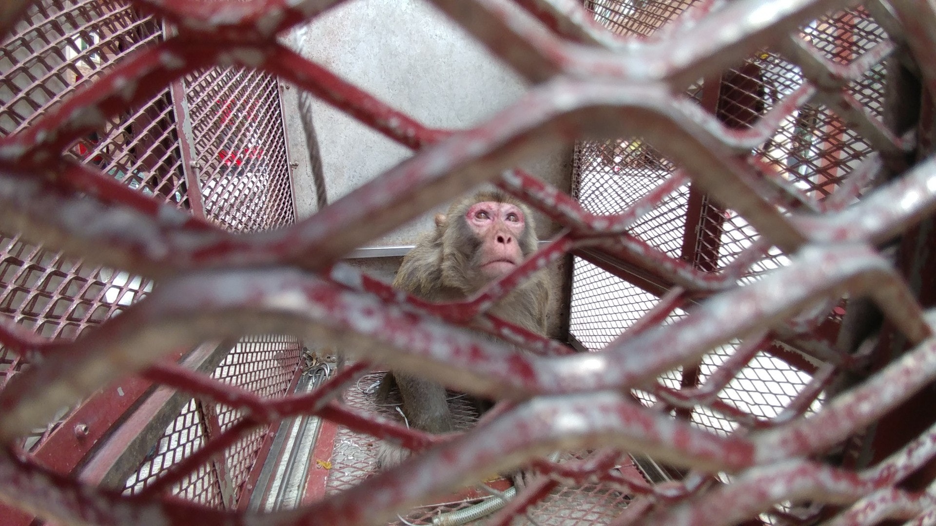 馬騮被擒獲後,遭漁護職員放進鐵籠內。 (黃偉民攝) 馬騮被擒獲後,遭漁護職員放進鐵籠內。 (黃偉民攝)