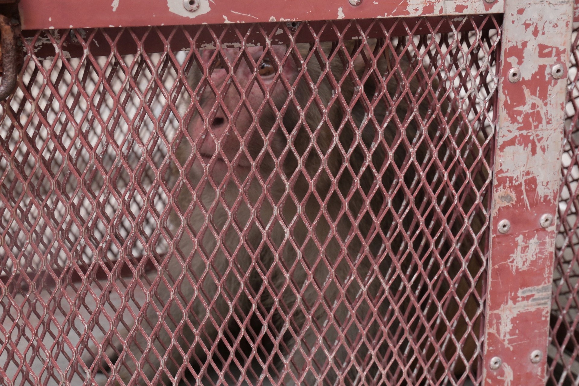 馬騮被擒後,狀甚無奈。(梁銘康攝) 馬騮被擒後,狀甚無奈。(梁銘康攝)