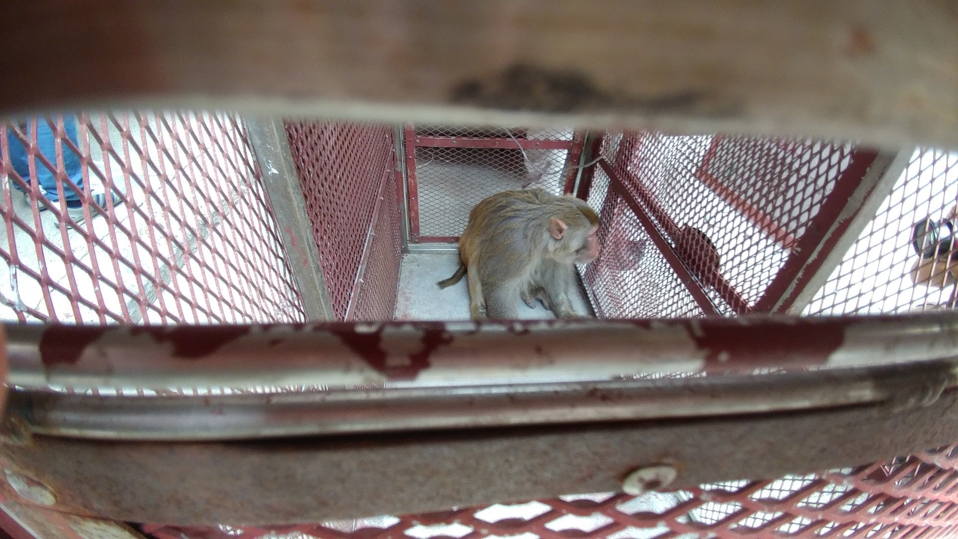 馬騮被擒後,狀甚無奈。(黃偉民攝) 馬騮被擒後,狀甚無奈。(黃偉民攝)