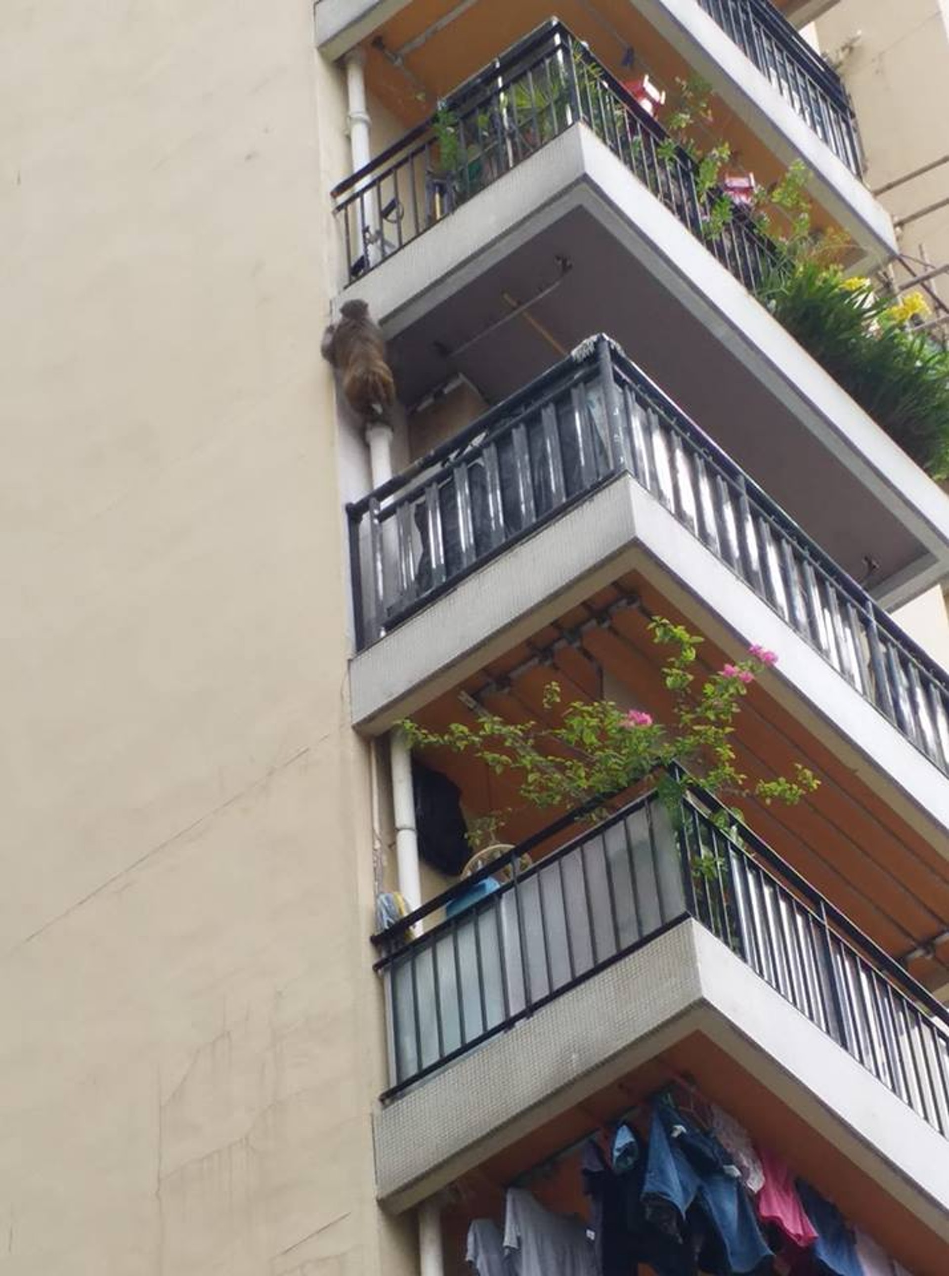 馬騮爬上大廈高層單位。(Wing Hymn攝) 馬騮爬上大廈高層單位。(Wing Hymn攝)