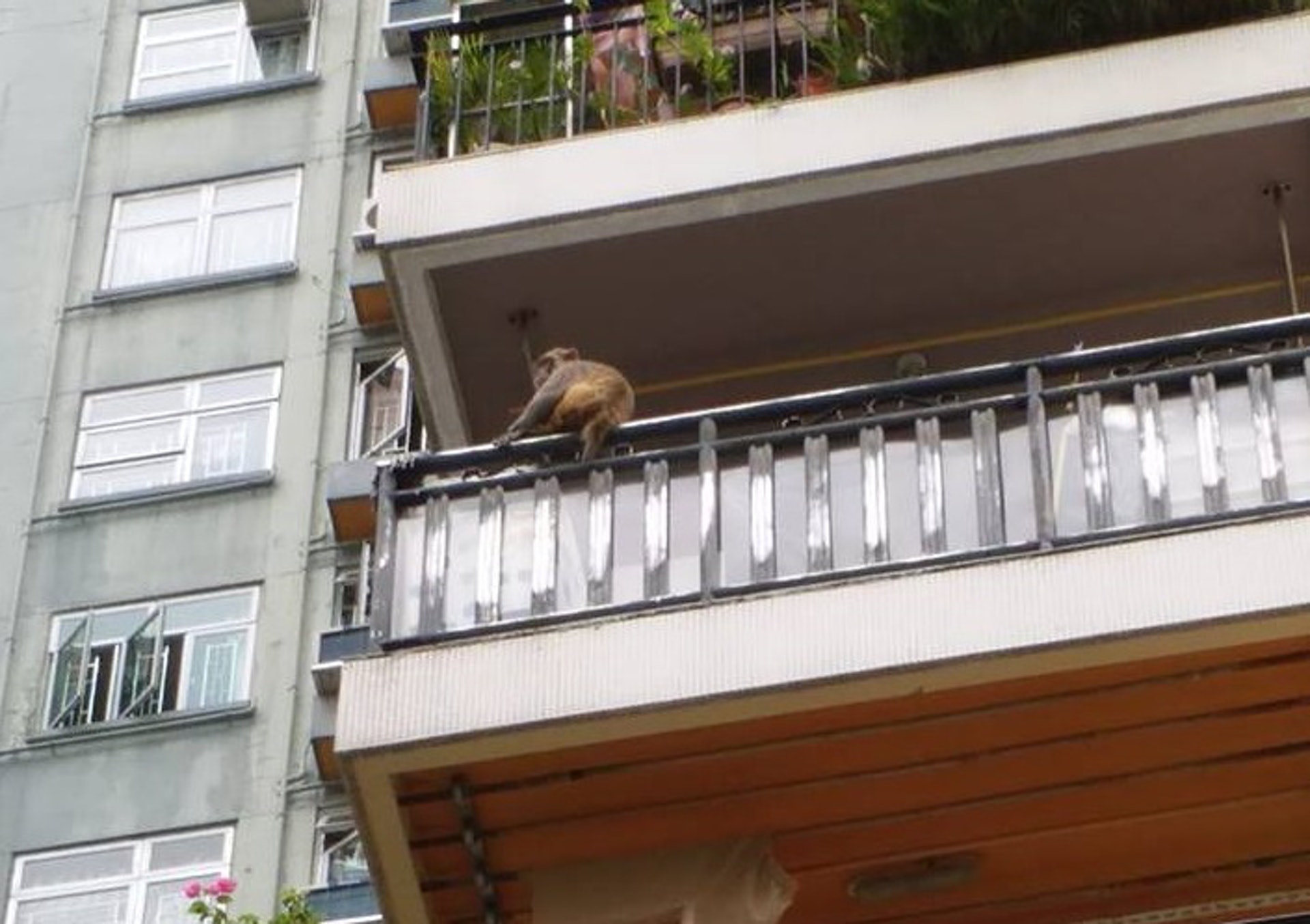 馬騮爬上大廈高層單位。(Wing Hymn攝) 馬騮爬上大廈高層單位。(Wing Hymn攝)