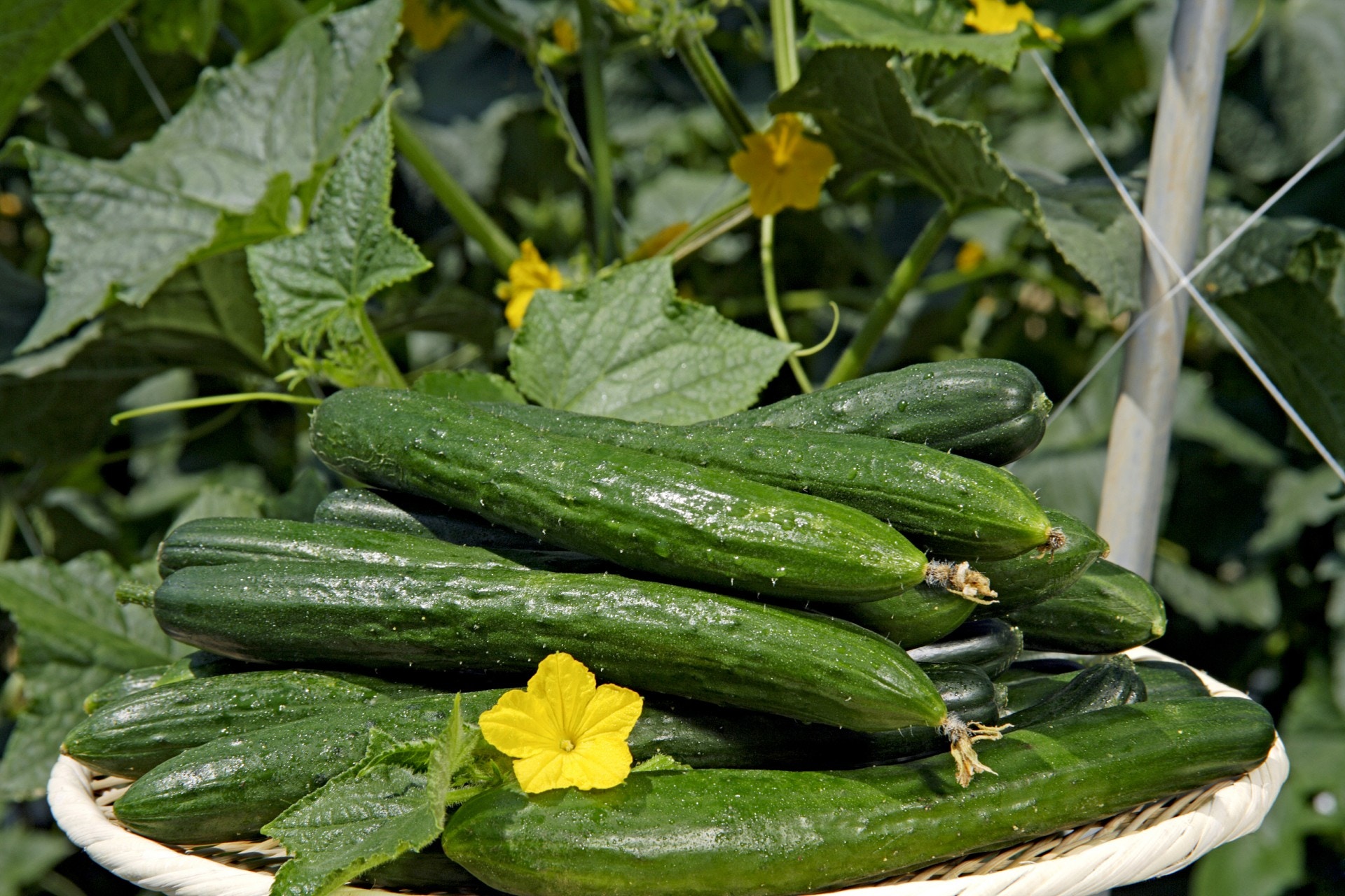 Пекинский вкусный. Огурцы салатные сорта. Огурец Линда ф1. Салатные сорта огурцов. Огурцы Донбасса.