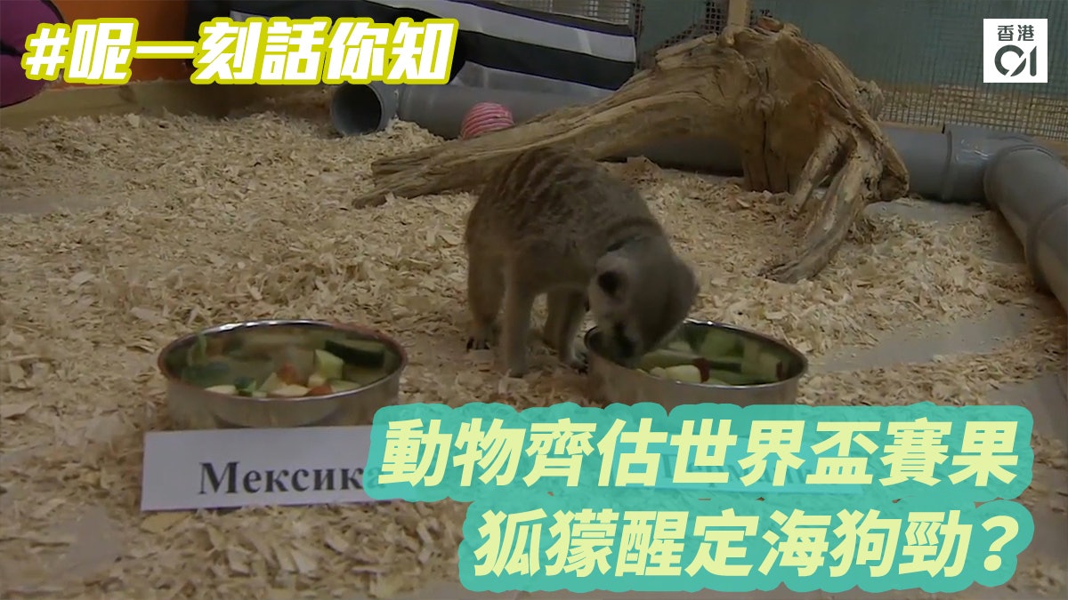 【呢一刻話你知】動物齊估世界盃賽果 狐獴醒定海狗勁? 【呢一刻話你知】動物齊估世界盃賽果 狐獴醒定海狗勁?